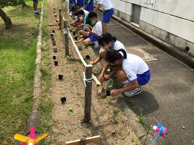 越前市 花筐小学校 植物の発芽と成長 ５年生