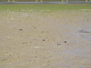 １２月２８日 水 グランドにｕｍａの なんですかねぇ 越前市 武生第六中学校